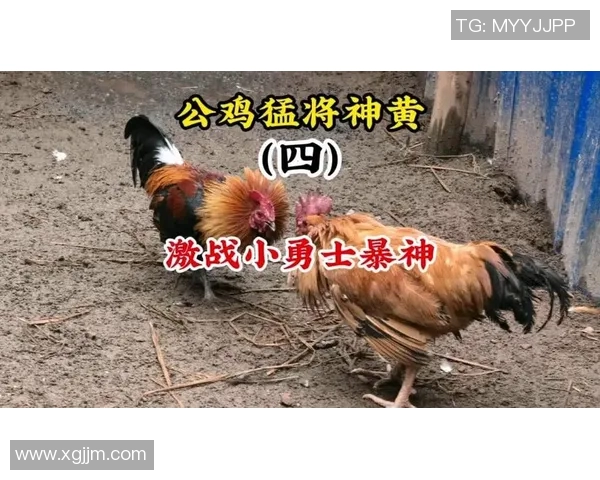 勇士与太阳激战第4节逆转之路谁能笑到最后决胜时刻的精彩对决